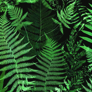 Evergreen Forest Botanical Wallpaper