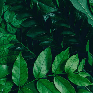 Lush Botanical Wallpaper