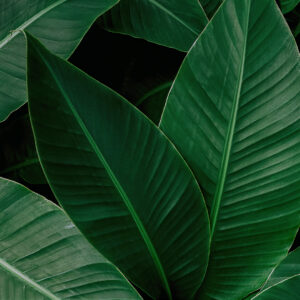 Eden Botanical Wallpaper