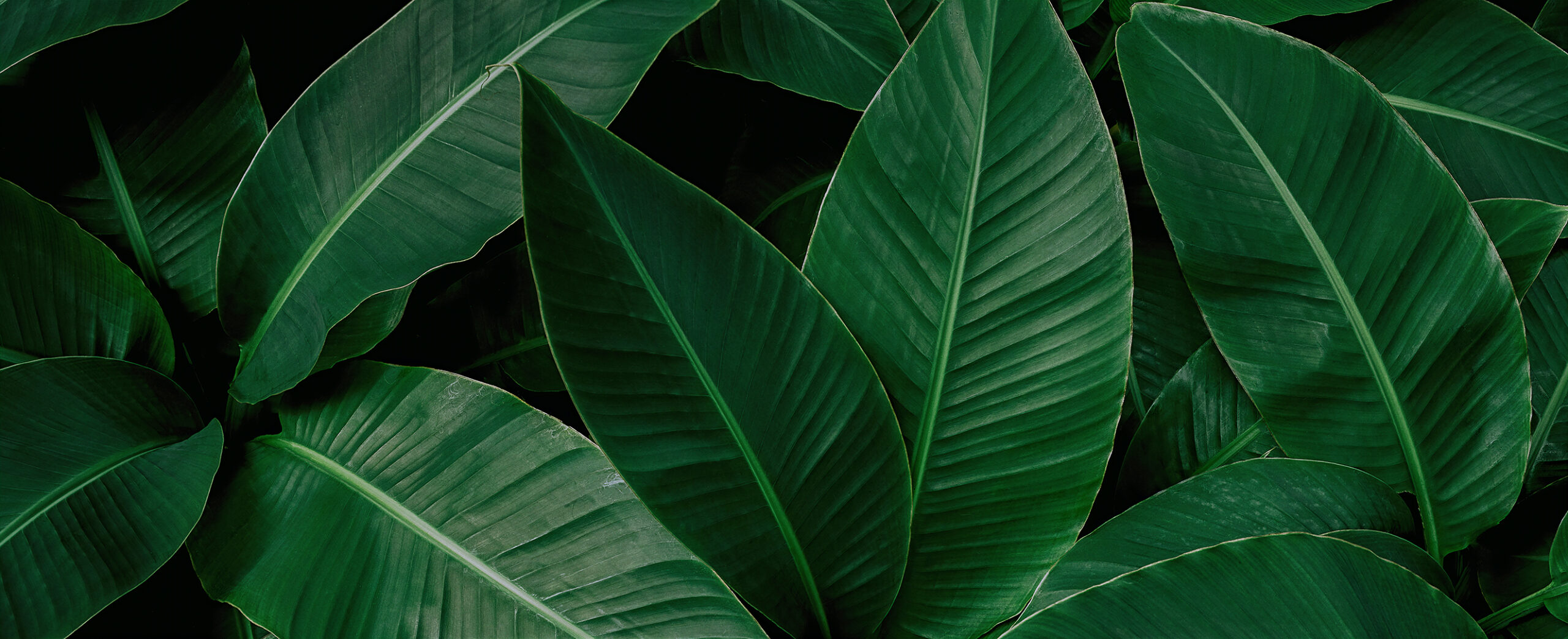 Eden Botanical Wallpaper