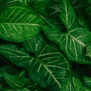 Green Atlas Botanical Wallpaper
