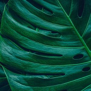 Monstera Botanical Wallpaper