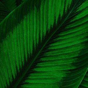 Stemmed Botanical Wallpaper